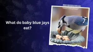 What do baby blue jays eat