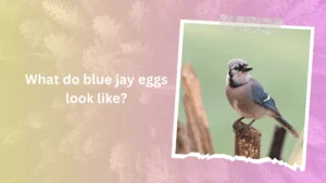 What do blue jay eggs look like