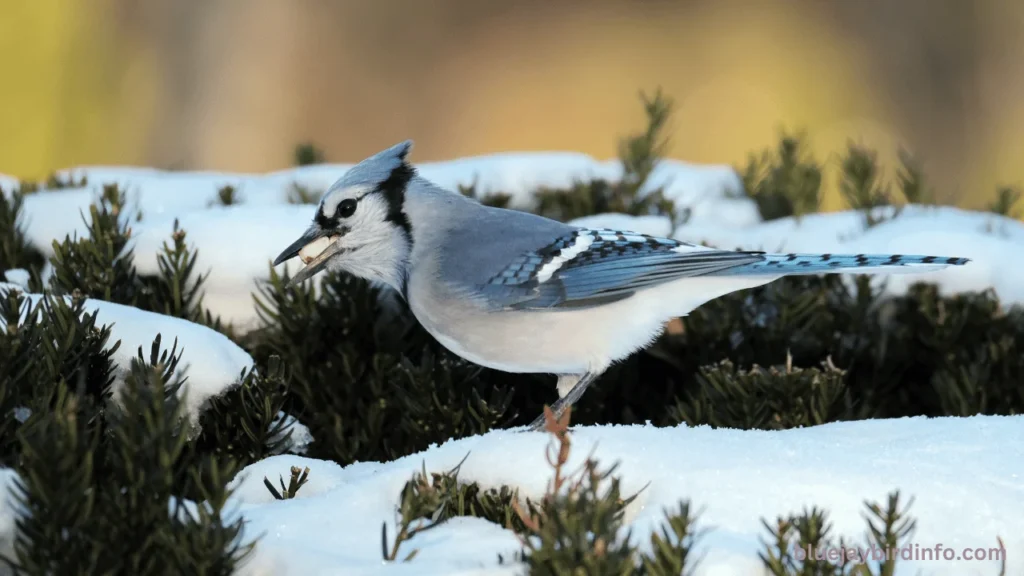 What do blue jays eat in the winter