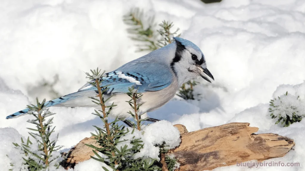 What do blue jays eat in the winter