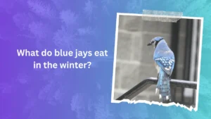 What do blue jays eat in the winter