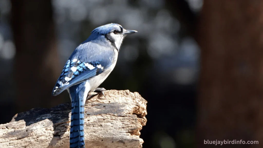 What do blue jays like to eat