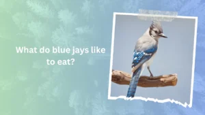 What do blue jays like to eat