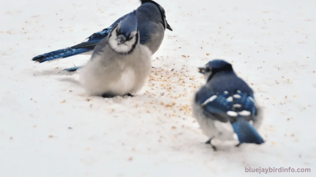 What do seeing blue jays mean