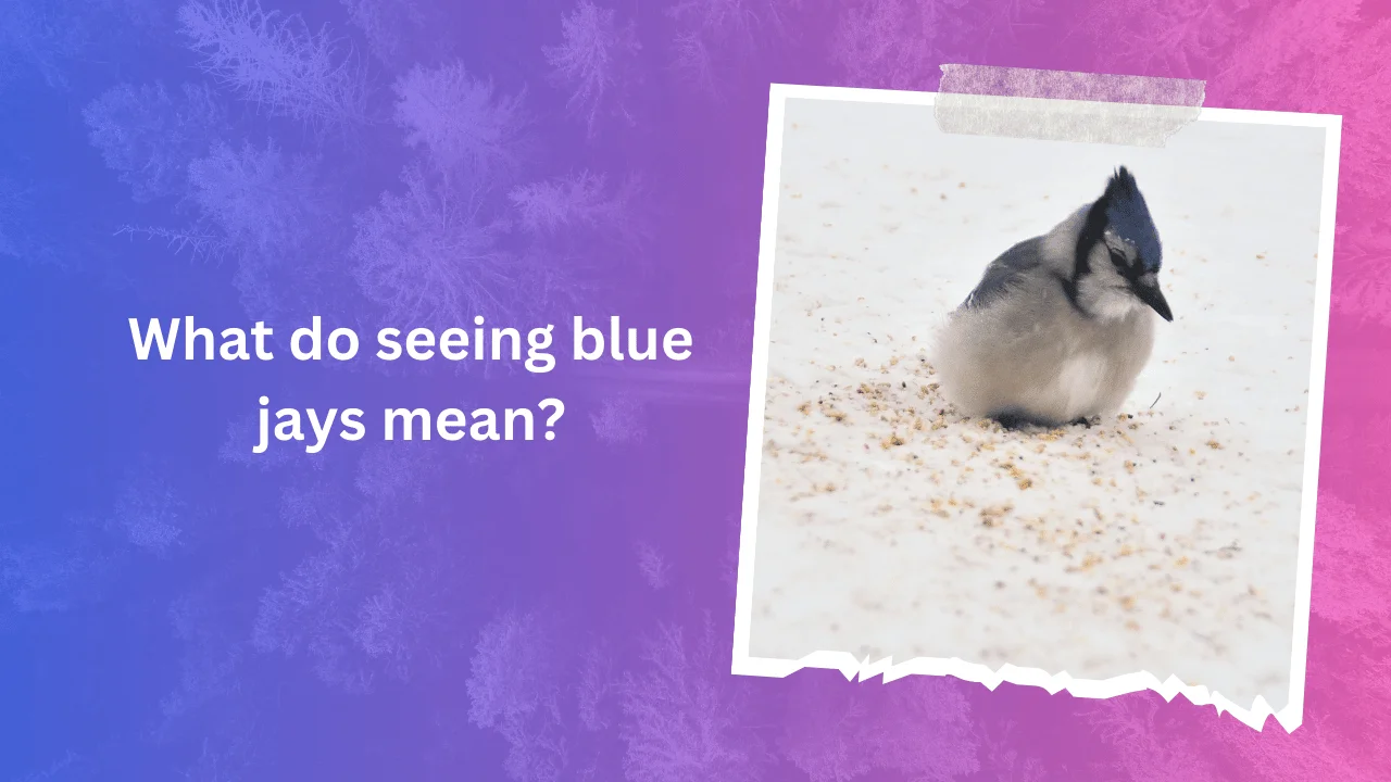 What do seeing blue jays mean