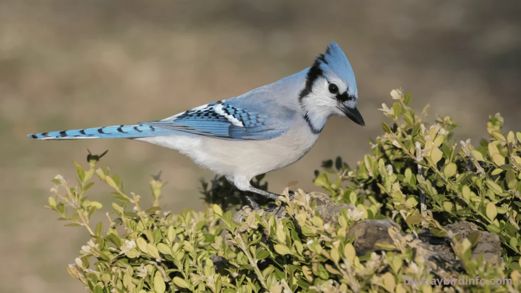 What do blue jay eggs look like