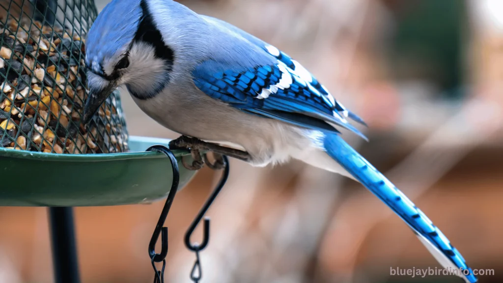 What do blue jay eggs look like