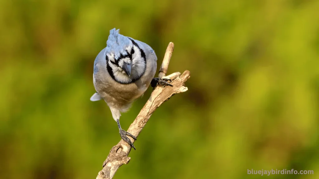 What does it mean to find a blue jay feather