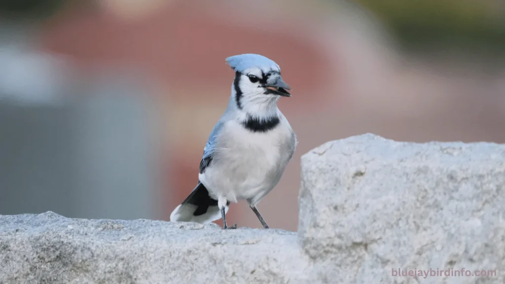 What does it mean to find a blue jay feather