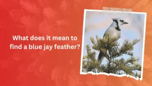 What does it mean to find a blue jay feather