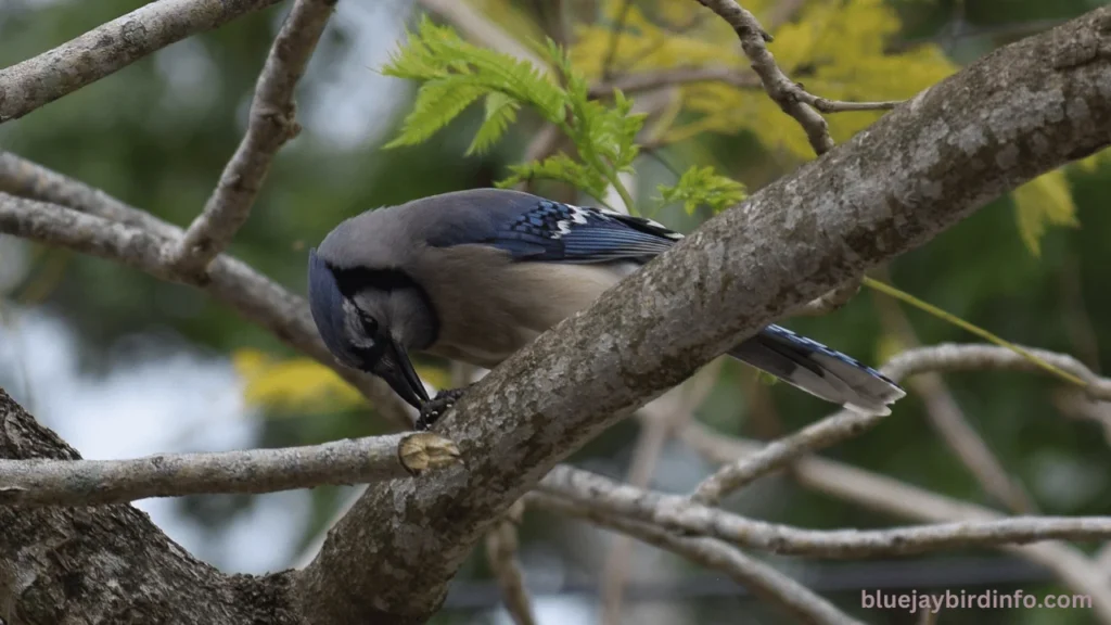 What does it mean when you see a blue jay