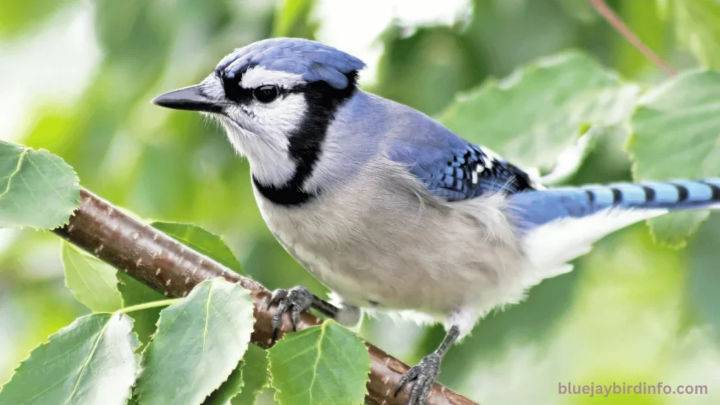 What Does It Mean When You See A Blue Jay? (Know In Detail)