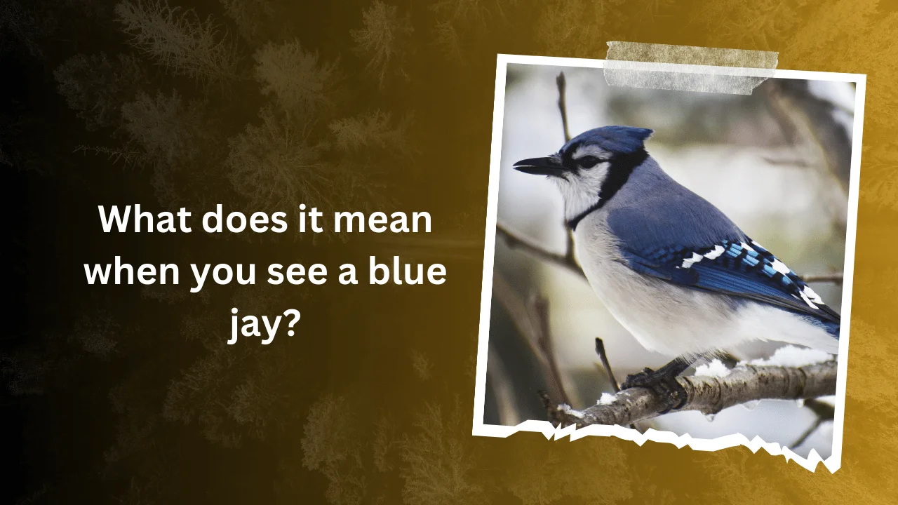 What does it mean when you see a blue jay