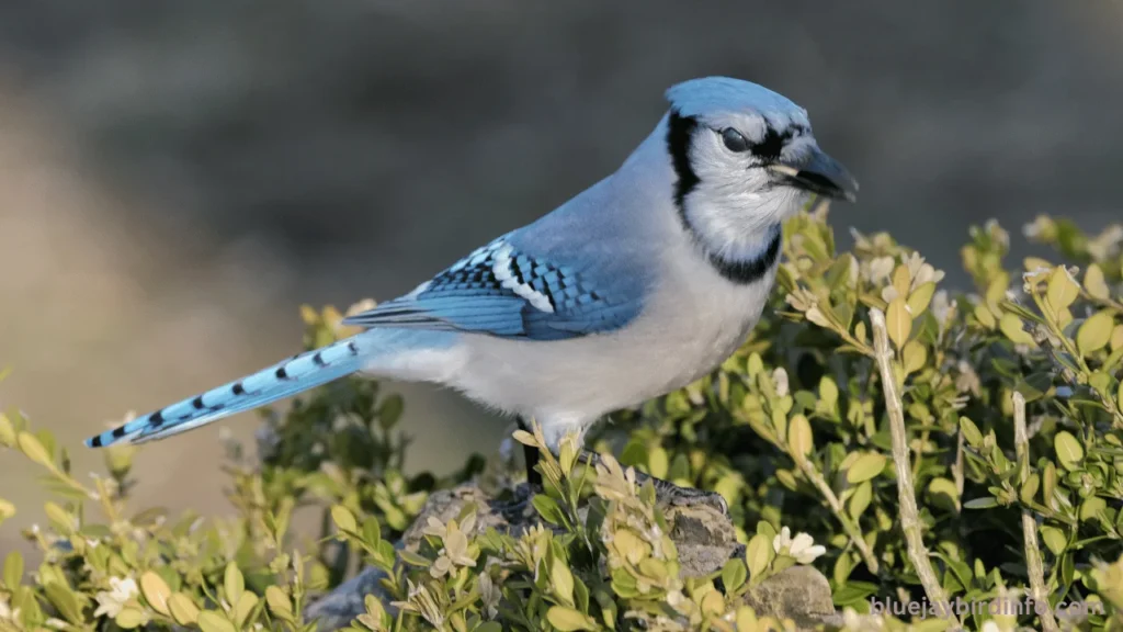 What state bird is the blue jay