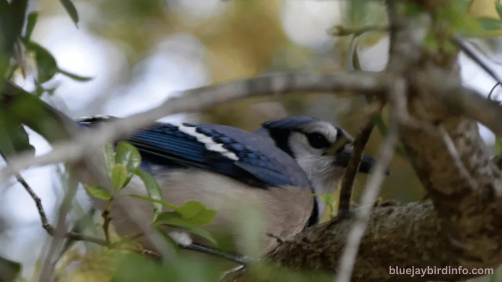 What state bird is the blue jay