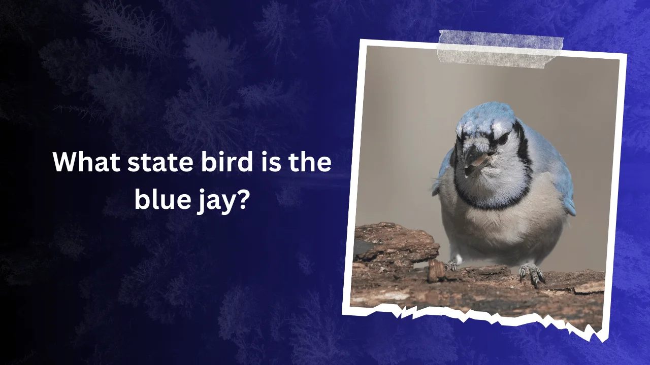 What state bird is the blue jay