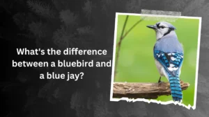 What's the difference between a bluebird and a blue jay