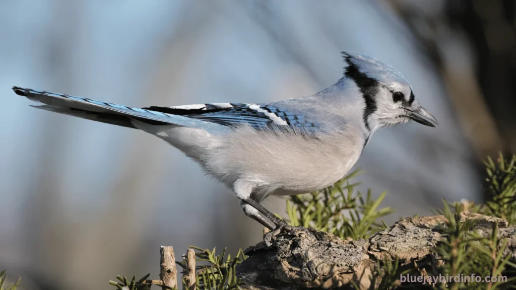 When does god send a blue jay