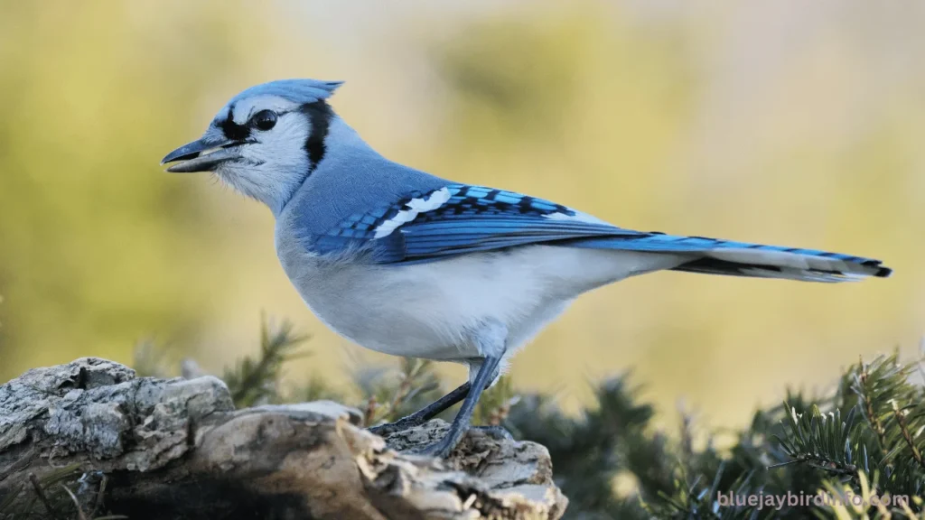 When does god send a blue jay