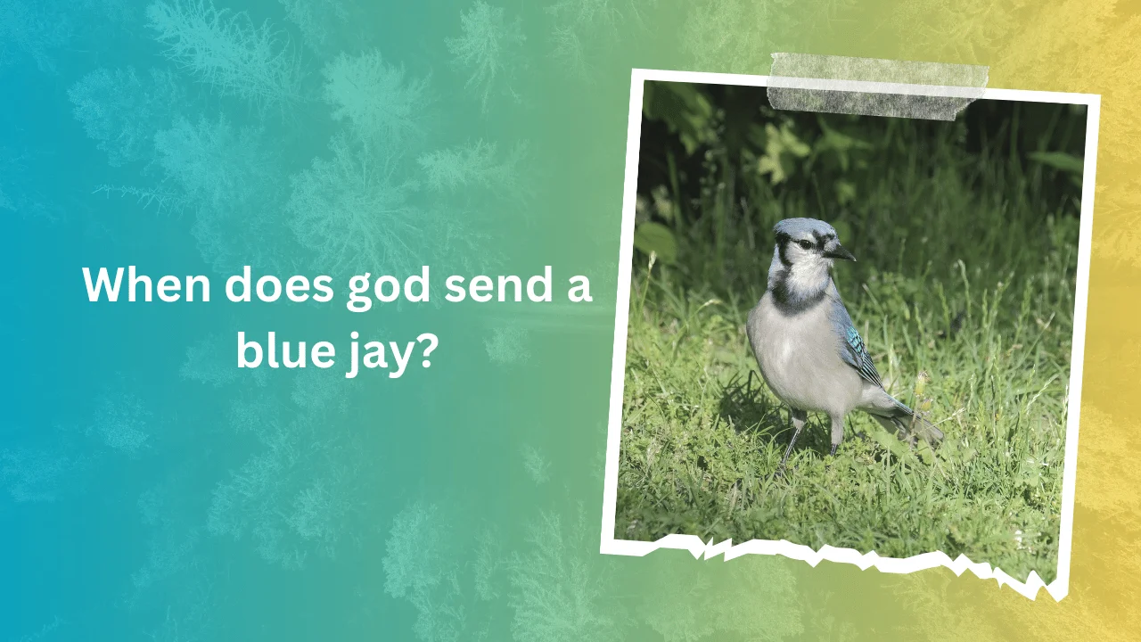 When does god send a blue jay