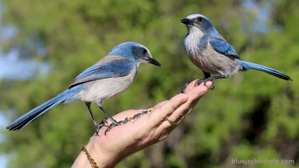 Where Do Blue Jays Build Their Nests? (Answered)