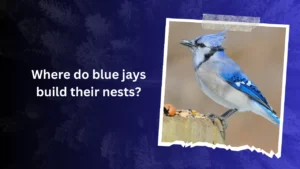 Where do blue jays build their nests