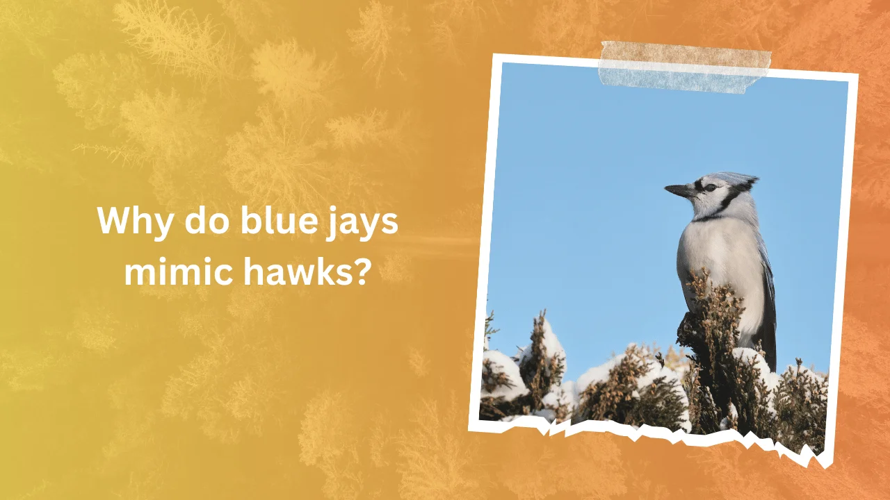 Why do blue jays mimic hawks