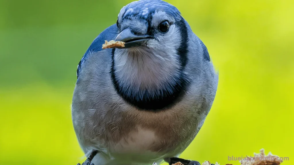 Why do blue jays scream