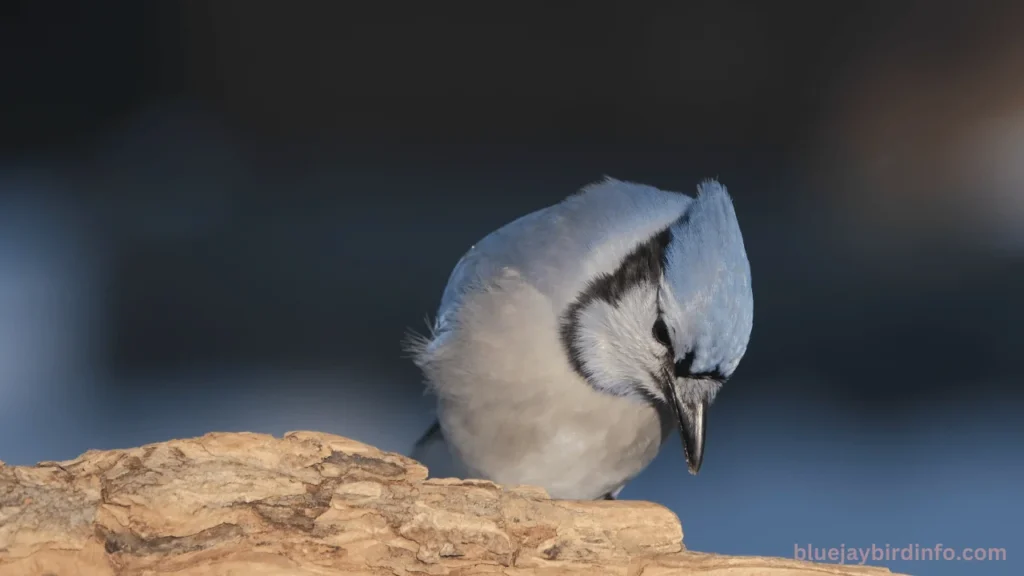 Why do blue jays scream