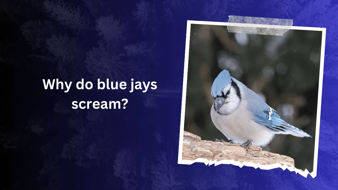 Why do blue jays scream