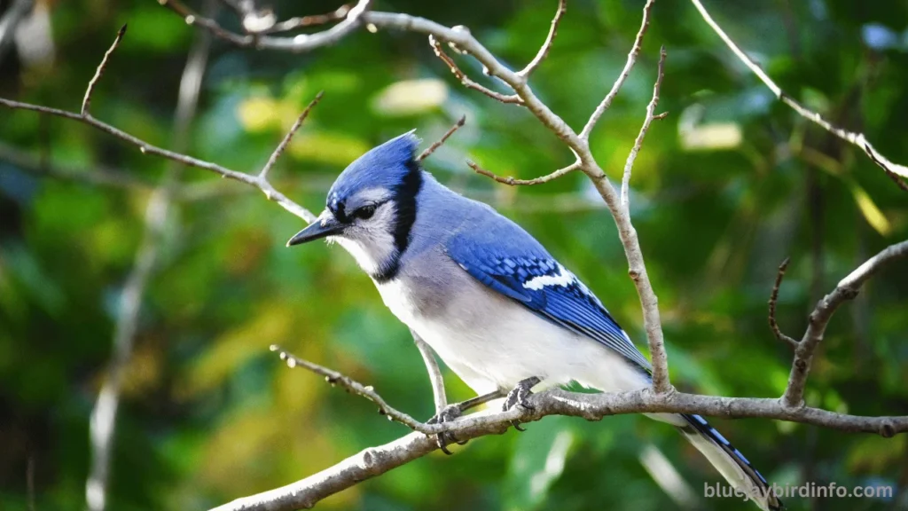 Why do blue jays squawk