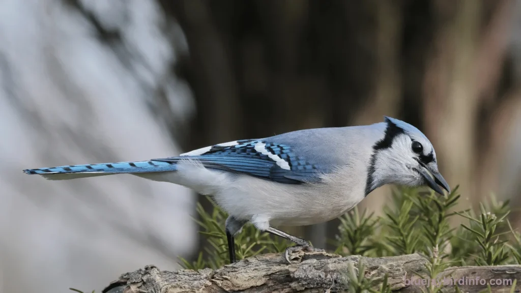 Why do blue jays squawk