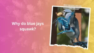 Yes, effective communication through squawking helps blue jays coordinate defense strategies, increasing their chances of survival.